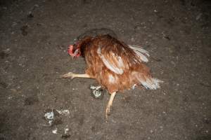 Injured hen lying on ground - 2025 Investigation into Lemitech's farm in Teesdale. We found despondent hens inside filthy sheds as well as dozens of dead hens overflowing from a bin where their bodies had been dumped. Some hens were found struggling to breathe or stand in the cramped sheds, while others had bleeding wounds from being pecked by other hens. 

In barn laid or cage free systems, hens are kept confined to sheds for their entire lives. Often, tiered metal perches will allow the birds to roost, while nesting boxes are placed on top of metal flooring. In Australia, there are no legal requirements or standards which apply to cage-free or 'barn-laid' egg production systems. This means farmers will often pack as many hens as possible into these sheds to maximise production and account for the enormous number of birds who die from sickness or injury.
 - Captured at Barn-laid egg farm, Teesdale VIC Australia.