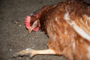 Injured hen lying on ground - 2025 Investigation into Lemitech's farm in Teesdale. We found despondent hens inside filthy sheds as well as dozens of dead hens overflowing from a bin where their bodies had been dumped. Some hens were found struggling to breathe or stand in the cramped sheds, while others had bleeding wounds from being pecked by other hens. 

In barn laid or cage free systems, hens are kept confined to sheds for their entire lives. Often, tiered metal perches will allow the birds to roost, while nesting boxes are placed on top of metal flooring. In Australia, there are no legal requirements or standards which apply to cage-free or 'barn-laid' egg production systems. This means farmers will often pack as many hens as possible into these sheds to maximise production and account for the enormous number of birds who die from sickness or injury.
 - Captured at Barn-laid egg farm, Teesdale VIC Australia.