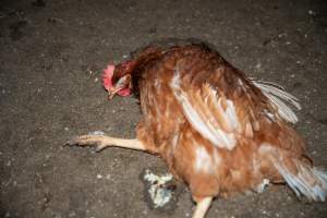 Injured hen lying on ground - 2025 Investigation into Lemitech's farm in Teesdale. We found despondent hens inside filthy sheds as well as dozens of dead hens overflowing from a bin where their bodies had been dumped. Some hens were found struggling to breathe or stand in the cramped sheds, while others had bleeding wounds from being pecked by other hens. 

In barn laid or cage free systems, hens are kept confined to sheds for their entire lives. Often, tiered metal perches will allow the birds to roost, while nesting boxes are placed on top of metal flooring. In Australia, there are no legal requirements or standards which apply to cage-free or 'barn-laid' egg production systems. This means farmers will often pack as many hens as possible into these sheds to maximise production and account for the enormous number of birds who die from sickness or injury.
 - Captured at Barn-laid egg farm, Teesdale VIC Australia.