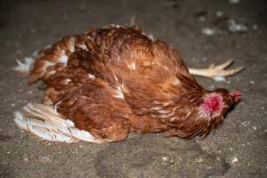 Injured hen lying on ground - 2025 Investigation into Lemitech's farm in Teesdale. We found despondent hens inside filthy sheds as well as dozens of dead hens overflowing from a bin where their bodies had been dumped. Some hens were found struggling to breathe or stand in the cramped sheds, while others had bleeding wounds from being pecked by other hens. 

In barn laid or cage free systems, hens are kept confined to sheds for their entire lives. Often, tiered metal perches will allow the birds to roost, while nesting boxes are placed on top of metal flooring. In Australia, there are no legal requirements or standards which apply to cage-free or 'barn-laid' egg production systems. This means farmers will often pack as many hens as possible into these sheds to maximise production and account for the enormous number of birds who die from sickness or injury.
 - Captured at Barn-laid egg farm, Teesdale VIC Australia.