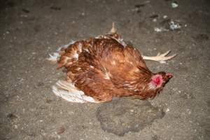 Injured hen lying on ground - 2025 Investigation into Lemitech's farm in Teesdale. We found despondent hens inside filthy sheds as well as dozens of dead hens overflowing from a bin where their bodies had been dumped. Some hens were found struggling to breathe or stand in the cramped sheds, while others had bleeding wounds from being pecked by other hens. 

In barn laid or cage free systems, hens are kept confined to sheds for their entire lives. Often, tiered metal perches will allow the birds to roost, while nesting boxes are placed on top of metal flooring. In Australia, there are no legal requirements or standards which apply to cage-free or 'barn-laid' egg production systems. This means farmers will often pack as many hens as possible into these sheds to maximise production and account for the enormous number of birds who die from sickness or injury.
 - Captured at Barn-laid egg farm, Teesdale VIC Australia.