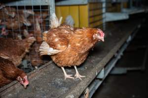 Barn Laid Egg Investigation 2025 - 2025 Investigation into Lemitech's farm in Teesdale. We found despondent hens inside filthy sheds as well as dozens of dead hens overflowing from a bin where their bodies had been dumped. Some hens were found struggling to breathe or stand in the cramped sheds, while others had bleeding wounds from being pecked by other hens. 

In barn laid or cage free systems, hens are kept confined to sheds for their entire lives. Often, tiered metal perches will allow the birds to roost, while nesting boxes are placed on top of metal flooring. In Australia, there are no legal requirements or standards which apply to cage-free or 'barn-laid' egg production systems. This means farmers will often pack as many hens as possible into these sheds to maximise production and account for the enormous number of birds who die from sickness or injury.
 - Captured at Barn-laid egg farm, Teesdale VIC Australia.