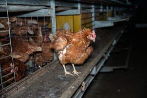 Barn Laid Egg Investigation 2025 - 2025 Investigation into Lemitech's farm in Teesdale. We found despondent hens inside filthy sheds as well as dozens of dead hens overflowing from a bin where their bodies had been dumped. Some hens were found struggling to breathe or stand in the cramped sheds, while others had bleeding wounds from being pecked by other hens. 

In barn laid or cage free systems, hens are kept confined to sheds for their entire lives. Often, tiered metal perches will allow the birds to roost, while nesting boxes are placed on top of metal flooring. In Australia, there are no legal requirements or standards which apply to cage-free or 'barn-laid' egg production systems. This means farmers will often pack as many hens as possible into these sheds to maximise production and account for the enormous number of birds who die from sickness or injury.
 - Captured at Barn-laid egg farm, Teesdale VIC Australia.