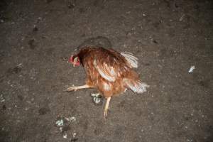 Injured hen lying on ground - 2025 Investigation into Lemitech's farm in Teesdale. We found despondent hens inside filthy sheds as well as dozens of dead hens overflowing from a bin where their bodies had been dumped. Some hens were found struggling to breathe or stand in the cramped sheds, while others had bleeding wounds from being pecked by other hens. 

In barn laid or cage free systems, hens are kept confined to sheds for their entire lives. Often, tiered metal perches will allow the birds to roost, while nesting boxes are placed on top of metal flooring. In Australia, there are no legal requirements or standards which apply to cage-free or 'barn-laid' egg production systems. This means farmers will often pack as many hens as possible into these sheds to maximise production and account for the enormous number of birds who die from sickness or injury.
 - Captured at Barn-laid egg farm, Teesdale VIC Australia.