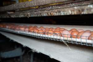 Eggs on conveyor belt in barn laid egg farm - 2025 Investigation into Lemitech's farm in Teesdale. We found despondent hens inside filthy sheds as well as dozens of dead hens overflowing from a bin where their bodies had been dumped. Some hens were found struggling to breathe or stand in the cramped sheds, while others had bleeding wounds from being pecked by other hens. 

In barn laid or cage free systems, hens are kept confined to sheds for their entire lives. Often, tiered metal perches will allow the birds to roost, while nesting boxes are placed on top of metal flooring. In Australia, there are no legal requirements or standards which apply to cage-free or 'barn-laid' egg production systems. This means farmers will often pack as many hens as possible into these sheds to maximise production and account for the enormous number of birds who die from sickness or injury.
 - Captured at Barn-laid egg farm, Teesdale VIC Australia.
