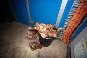 Dead hens in bin - 2025 Investigation into Lemitech's farm in Teesdale. We found despondent hens inside filthy sheds as well as dozens of dead hens overflowing from a bin where their bodies had been dumped. Some hens were found struggling to breathe or stand in the cramped sheds, while others had bleeding wounds from being pecked by other hens.
In barn laid or cage free systems, hens are kept confined to sheds for their entire lives. Often, tiered metal perches will allow the birds to roost, while nesting boxes are placed on top of metal flooring. In Australia, there are no legal requirements or standards which apply to cage-free or 'barn-laid' egg production systems. This means farmers will often pack as many hens as possible into these sheds to maximise production and account for the enormous number of birds who die from sickness or injury.
- Captured at Barn-laid egg farm, Teesdale VIC Australia.