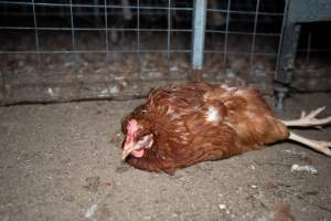 Injured hen lying on the ground - 2025 Investigation into Lemitech's farm in Teesdale. We found despondent hens inside filthy sheds as well as dozens of dead hens overflowing from a bin where their bodies had been dumped. Some hens were found struggling to breathe or stand in the cramped sheds, while others had bleeding wounds from being pecked by other hens. 

In barn laid or cage free systems, hens are kept confined to sheds for their entire lives. Often, tiered metal perches will allow the birds to roost, while nesting boxes are placed on top of metal flooring. In Australia, there are no legal requirements or standards which apply to cage-free or 'barn-laid' egg production systems. This means farmers will often pack as many hens as possible into these sheds to maximise production and account for the enormous number of birds who die from sickness or injury.
 - Captured at Barn-laid egg farm, Teesdale VIC Australia.