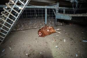 Injured hen lying on the ground - 2025 Investigation into Lemitech's farm in Teesdale. We found despondent hens inside filthy sheds as well as dozens of dead hens overflowing from a bin where their bodies had been dumped. Some hens were found struggling to breathe or stand in the cramped sheds, while others had bleeding wounds from being pecked by other hens. 

In barn laid or cage free systems, hens are kept confined to sheds for their entire lives. Often, tiered metal perches will allow the birds to roost, while nesting boxes are placed on top of metal flooring. In Australia, there are no legal requirements or standards which apply to cage-free or 'barn-laid' egg production systems. This means farmers will often pack as many hens as possible into these sheds to maximise production and account for the enormous number of birds who die from sickness or injury.
 - Captured at Barn-laid egg farm, Teesdale VIC Australia.