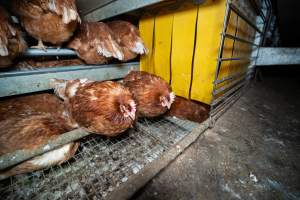 Barn Laid Egg Investigation 2025 - 2025 Investigation into Lemitech's farm in Teesdale. We found despondent hens inside filthy sheds as well as dozens of dead hens overflowing from a bin where their bodies had been dumped. Some hens were found struggling to breathe or stand in the cramped sheds, while others had bleeding wounds from being pecked by other hens. 

In barn laid or cage free systems, hens are kept confined to sheds for their entire lives. Often, tiered metal perches will allow the birds to roost, while nesting boxes are placed on top of metal flooring. In Australia, there are no legal requirements or standards which apply to cage-free or 'barn-laid' egg production systems. This means farmers will often pack as many hens as possible into these sheds to maximise production and account for the enormous number of birds who die from sickness or injury.
 - Captured at Barn-laid egg farm, Teesdale VIC Australia.