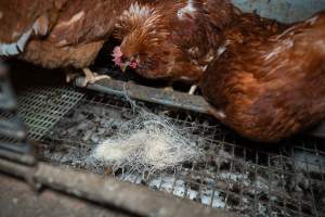 Barn Laid Egg Investigation 2025 - 2025 Investigation into Lemitech's farm in Teesdale. We found despondent hens inside filthy sheds as well as dozens of dead hens overflowing from a bin where their bodies had been dumped. Some hens were found struggling to breathe or stand in the cramped sheds, while others had bleeding wounds from being pecked by other hens. 

In barn laid or cage free systems, hens are kept confined to sheds for their entire lives. Often, tiered metal perches will allow the birds to roost, while nesting boxes are placed on top of metal flooring. In Australia, there are no legal requirements or standards which apply to cage-free or 'barn-laid' egg production systems. This means farmers will often pack as many hens as possible into these sheds to maximise production and account for the enormous number of birds who die from sickness or injury.
 - Captured at Barn-laid egg farm, Teesdale VIC Australia.