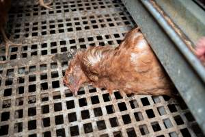 Dead hen in free-range egg farm - Located approximately 20 minutes from central Geelong in the town of Lethbridge, Victoria is a small free-range egg farm owned by Peter Robert King and Cheryl Wendy King.

When investigators visited in June 2025, they discovered hens being housed in a long shed with a raised platform with nesting boxes in the center and A-frame perches along the perimeter of the shed. They documented the filth and feces that was caked on the metal grates which made up the platform.

One hen was struggling to stand, and was breathing heavily. Several others had already died. Their bodies were being pecked at, deficated on and stepped on by other chickens.

When consumers think of free-range eggs, the image of hens in filthy sheds is often not what comes to mind. 

No matter the label, there is no such thing as an ethical egg. - Captured at Free-range egg farm (Peter & Cheryl King), Lethbridge VIC Australia.