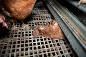 Dead hen in free-range egg farm - Located approximately 20 minutes from central Geelong in the town of Lethbridge, Victoria is a small free-range egg farm owned by Peter Robert King and Cheryl Wendy King.

When investigators visited in June 2025, they discovered hens being housed in a long shed with a raised platform with nesting boxes in the center and A-frame perches along the perimeter of the shed. They documented the filth and feces that was caked on the metal grates which made up the platform.

One hen was struggling to stand, and was breathing heavily. Several others had already died. Their bodies were being pecked at, deficated on and stepped on by other chickens.

When consumers think of free-range eggs, the image of hens in filthy sheds is often not what comes to mind. 

No matter the label, there is no such thing as an ethical egg. - Captured at Free-range egg farm (Peter & Cheryl King), Lethbridge VIC Australia.