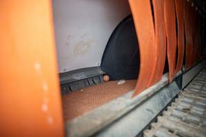 Nesting box inside free-range egg farm - Located approximately 20 minutes from central Geelong in the town of Lethbridge, Victoria is a small free-range egg farm owned by Peter Robert King and Cheryl Wendy King.

When investigators visited in June 2025, they discovered hens being housed in a long shed with a raised platform with nesting boxes in the center and A-frame perches along the perimeter of the shed. They documented the filth and feces that was caked on the metal grates which made up the platform.

One hen was struggling to stand, and was breathing heavily. Several others had already died. Their bodies were being pecked at, deficated on and stepped on by other chickens.

When consumers think of free-range eggs, the image of hens in filthy sheds is often not what comes to mind. 

No matter the label, there is no such thing as an ethical egg. - Captured at Free-range egg farm (Peter & Cheryl King), Lethbridge VIC Australia.
