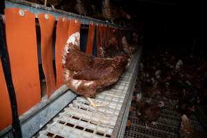 Nesting box inside free-range egg farm - Located approximately 20 minutes from central Geelong in the town of Lethbridge, Victoria is a small free-range egg farm owned by Peter Robert King and Cheryl Wendy King.

When investigators visited in June 2025, they discovered hens being housed in a long shed with a raised platform with nesting boxes in the center and A-frame perches along the perimeter of the shed. They documented the filth and feces that was caked on the metal grates which made up the platform.

One hen was struggling to stand, and was breathing heavily. Several others had already died. Their bodies were being pecked at, deficated on and stepped on by other chickens.

When consumers think of free-range eggs, the image of hens in filthy sheds is often not what comes to mind. 

No matter the label, there is no such thing as an ethical egg. - Captured at Free-range egg farm (Peter & Cheryl King), Lethbridge VIC Australia.