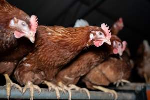 Free-range Egg Farm Investigation 2025 - Located approximately 20 minutes from central Geelong in the town of Lethbridge, Victoria is a small free-range egg farm owned by Peter Robert King and Cheryl Wendy King.

When investigators visited in June 2025, they discovered hens being housed in a long shed with a raised platform with nesting boxes in the center and A-frame perches along the perimeter of the shed. They documented the filth and feces that was caked on the metal grates which made up the platform.

One hen was struggling to stand, and was breathing heavily. Several others had already died. Their bodies were being pecked at, deficated on and stepped on by other chickens.

When consumers think of free-range eggs, the image of hens in filthy sheds is often not what comes to mind. 

No matter the label, there is no such thing as an ethical egg. - Captured at Free-range egg farm (Peter & Cheryl King), Lethbridge VIC Australia.