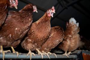 Free-range Egg Farm Investigation 2025 - Located approximately 20 minutes from central Geelong in the town of Lethbridge, Victoria is a small free-range egg farm owned by Peter Robert King and Cheryl Wendy King.

When investigators visited in June 2025, they discovered hens being housed in a long shed with a raised platform with nesting boxes in the center and A-frame perches along the perimeter of the shed. They documented the filth and feces that was caked on the metal grates which made up the platform.

One hen was struggling to stand, and was breathing heavily. Several others had already died. Their bodies were being pecked at, deficated on and stepped on by other chickens.

When consumers think of free-range eggs, the image of hens in filthy sheds is often not what comes to mind. 

No matter the label, there is no such thing as an ethical egg. - Captured at Free-range egg farm (Peter & Cheryl King), Lethbridge VIC Australia.
