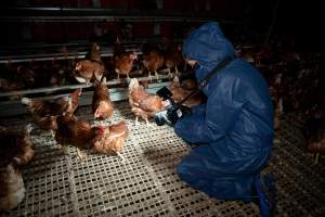 Investigator filming hen in free-range egg farm - Located approximately 20 minutes from central Geelong in the town of Lethbridge, Victoria is a small free-range egg farm owned by Peter Robert King and Cheryl Wendy King.

When investigators visited in June 2025, they discovered hens being housed in a long shed with a raised platform with nesting boxes in the center and A-frame perches along the perimeter of the shed. They documented the filth and feces that was caked on the metal grates which made up the platform.

One hen was struggling to stand, and was breathing heavily. Several others had already died. Their bodies were being pecked at, deficated on and stepped on by other chickens.

When consumers think of free-range eggs, the image of hens in filthy sheds is often not what comes to mind. 

No matter the label, there is no such thing as an ethical egg. - Captured at Free-range egg farm (Peter & Cheryl King), Lethbridge VIC Australia.