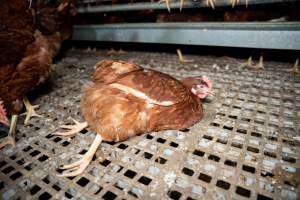 Injured hen in free-range egg farm - Located approximately 20 minutes from central Geelong in the town of Lethbridge, Victoria is a small free-range egg farm owned by Peter Robert King and Cheryl Wendy King.

When investigators visited in June 2025, they discovered hens being housed in a long shed with a raised platform with nesting boxes in the center and A-frame perches along the perimeter of the shed. They documented the filth and feces that was caked on the metal grates which made up the platform.

One hen was struggling to stand, and was breathing heavily. Several others had already died. Their bodies were being pecked at, deficated on and stepped on by other chickens.

When consumers think of free-range eggs, the image of hens in filthy sheds is often not what comes to mind. 

No matter the label, there is no such thing as an ethical egg. - Captured at Free-range egg farm (Peter & Cheryl King), Lethbridge VIC Australia.