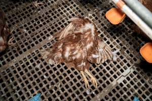 Dead hen in free-range egg farm - Located approximately 20 minutes from central Geelong in the town of Lethbridge, Victoria is a small free-range egg farm owned by Peter Robert King and Cheryl Wendy King.

When investigators visited in June 2025, they discovered hens being housed in a long shed with a raised platform with nesting boxes in the center and A-frame perches along the perimeter of the shed. They documented the filth and feces that was caked on the metal grates which made up the platform.

One hen was struggling to stand, and was breathing heavily. Several others had already died. Their bodies were being pecked at, deficated on and stepped on by other chickens.

When consumers think of free-range eggs, the image of hens in filthy sheds is often not what comes to mind. 

No matter the label, there is no such thing as an ethical egg. - Captured at Free-range egg farm (Peter & Cheryl King), Lethbridge VIC Australia.