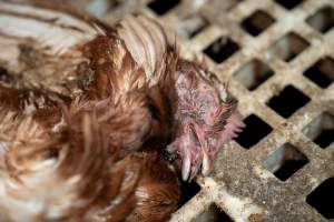 Dead hen in free-range egg farm - Located approximately 20 minutes from central Geelong in the town of Lethbridge, Victoria is a small free-range egg farm owned by Peter Robert King and Cheryl Wendy King.

When investigators visited in June 2025, they discovered hens being housed in a long shed with a raised platform with nesting boxes in the center and A-frame perches along the perimeter of the shed. They documented the filth and feces that was caked on the metal grates which made up the platform.

One hen was struggling to stand, and was breathing heavily. Several others had already died. Their bodies were being pecked at, deficated on and stepped on by other chickens.

When consumers think of free-range eggs, the image of hens in filthy sheds is often not what comes to mind. 

No matter the label, there is no such thing as an ethical egg. - Captured at Free-range egg farm (Peter & Cheryl King), Lethbridge VIC Australia.