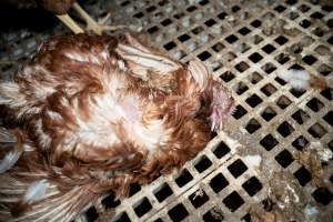 Dead hen in free-range egg farm - Located approximately 20 minutes from central Geelong in the town of Lethbridge, Victoria is a small free-range egg farm owned by Peter Robert King and Cheryl Wendy King.

When investigators visited in June 2025, they discovered hens being housed in a long shed with a raised platform with nesting boxes in the center and A-frame perches along the perimeter of the shed. They documented the filth and feces that was caked on the metal grates which made up the platform.

One hen was struggling to stand, and was breathing heavily. Several others had already died. Their bodies were being pecked at, deficated on and stepped on by other chickens.

When consumers think of free-range eggs, the image of hens in filthy sheds is often not what comes to mind. 

No matter the label, there is no such thing as an ethical egg. - Captured at Free-range egg farm (Peter & Cheryl King), Lethbridge VIC Australia.