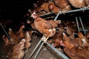 Hen on perch in free-range egg farm - Located approximately 20 minutes from central Geelong in the town of Lethbridge, Victoria is a small free-range egg farm owned by Peter Robert King and Cheryl Wendy King.

When investigators visited in June 2025, they discovered hens being housed in a long shed with a raised platform with nesting boxes in the center and A-frame perches along the perimeter of the shed. They documented the filth and feces that was caked on the metal grates which made up the platform.

One hen was struggling to stand, and was breathing heavily. Several others had already died. Their bodies were being pecked at, deficated on and stepped on by other chickens.

When consumers think of free-range eggs, the image of hens in filthy sheds is often not what comes to mind. 

No matter the label, there is no such thing as an ethical egg. - Captured at Free-range egg farm (Peter & Cheryl King), Lethbridge VIC Australia.