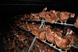 Hens on perch in free-range egg farm - Located approximately 20 minutes from central Geelong in the town of Lethbridge, Victoria is a small free-range egg farm owned by Peter Robert King and Cheryl Wendy King.

When investigators visited in June 2025, they discovered hens being housed in a long shed with a raised platform with nesting boxes in the center and A-frame perches along the perimeter of the shed. They documented the filth and feces that was caked on the metal grates which made up the platform.

One hen was struggling to stand, and was breathing heavily. Several others had already died. Their bodies were being pecked at, deficated on and stepped on by other chickens.

When consumers think of free-range eggs, the image of hens in filthy sheds is often not what comes to mind. 

No matter the label, there is no such thing as an ethical egg. - Captured at Free-range egg farm (Peter & Cheryl King), Lethbridge VIC Australia.