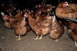 Free-range Egg Farm Investigation 2025 - Located approximately 20 minutes from central Geelong in the town of Lethbridge, Victoria is a small free-range egg farm owned by Peter Robert King and Cheryl Wendy King.

When investigators visited in June 2025, they discovered hens being housed in a long shed with a raised platform with nesting boxes in the center and A-frame perches along the perimeter of the shed. They documented the filth and feces that was caked on the metal grates which made up the platform.

One hen was struggling to stand, and was breathing heavily. Several others had already died. Their bodies were being pecked at, deficated on and stepped on by other chickens.

When consumers think of free-range eggs, the image of hens in filthy sheds is often not what comes to mind. 

No matter the label, there is no such thing as an ethical egg. - Captured at Free-range egg farm (Peter & Cheryl King), Lethbridge VIC Australia.