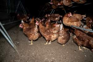 Free-range Egg Farm Investigation 2025 - Located approximately 20 minutes from central Geelong in the town of Lethbridge, Victoria is a small free-range egg farm owned by Peter Robert King and Cheryl Wendy King.

When investigators visited in June 2025, they discovered hens being housed in a long shed with a raised platform with nesting boxes in the center and A-frame perches along the perimeter of the shed. They documented the filth and feces that was caked on the metal grates which made up the platform.

One hen was struggling to stand, and was breathing heavily. Several others had already died. Their bodies were being pecked at, deficated on and stepped on by other chickens.

When consumers think of free-range eggs, the image of hens in filthy sheds is often not what comes to mind. 

No matter the label, there is no such thing as an ethical egg. - Captured at Free-range egg farm (Peter & Cheryl King), Lethbridge VIC Australia.