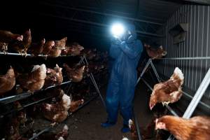 Investigator filming free-range hens - Located approximately 20 minutes from central Geelong in the town of Lethbridge, Victoria is a small free-range egg farm owned by Peter Robert King and Cheryl Wendy King.
When investigators visited in June 2025, they discovered hens being housed in a long shed with a raised platform with nesting boxes in the center and A-frame perches along the perimeter of the shed. They documented the filth and feces that was caked on the metal grates which made up the platform.
One hen was struggling to stand, and was breathing heavily. Several others had already died. Their bodies were being pecked at, deficated on and stepped on by other chickens.
When consumers think of free-range eggs, the image of hens in filthy sheds is often not what comes to mind.
No matter the label, there is no such thing as an ethical egg. - Captured at Free-range egg farm (Peter & Cheryl King), Lethbridge VIC Australia.