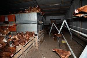 Free-range Egg Farm Investigation 2025 - Located approximately 20 minutes from central Geelong in the town of Lethbridge, Victoria is a small free-range egg farm owned by Peter Robert King and Cheryl Wendy King.

When investigators visited in June 2025, they discovered hens being housed in a long shed with a raised platform with nesting boxes in the center and A-frame perches along the perimeter of the shed. They documented the filth and feces that was caked on the metal grates which made up the platform.

One hen was struggling to stand, and was breathing heavily. Several others had already died. Their bodies were being pecked at, deficated on and stepped on by other chickens.

When consumers think of free-range eggs, the image of hens in filthy sheds is often not what comes to mind. 

No matter the label, there is no such thing as an ethical egg. - Captured at Free-range egg farm (Peter & Cheryl King), Lethbridge VIC Australia.