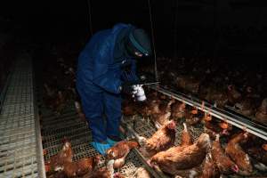 Investigator filming in free-range egg farm - Located approximately 20 minutes from central Geelong in the town of Lethbridge, Victoria is a small free-range egg farm owned by Peter Robert King and Cheryl Wendy King.

When investigators visited in June 2025, they discovered hens being housed in a long shed with a raised platform with nesting boxes in the center and A-frame perches along the perimeter of the shed. They documented the filth and feces that was caked on the metal grates which made up the platform.

One hen was struggling to stand, and was breathing heavily. Several others had already died. Their bodies were being pecked at, deficated on and stepped on by other chickens.

When consumers think of free-range eggs, the image of hens in filthy sheds is often not what comes to mind. 

No matter the label, there is no such thing as an ethical egg. - Captured at Free-range egg farm (Peter & Cheryl King), Lethbridge VIC Australia.