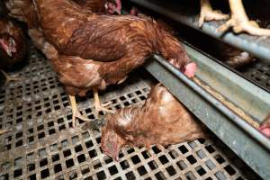 Dead hen in free-range egg farm - Located approximately 20 minutes from central Geelong in the town of Lethbridge, Victoria is a small free-range egg farm owned by Peter Robert King and Cheryl Wendy King.

When investigators visited in June 2025, they discovered hens being housed in a long shed with a raised platform with nesting boxes in the center and A-frame perches along the perimeter of the shed. They documented the filth and feces that was caked on the metal grates which made up the platform.

One hen was struggling to stand, and was breathing heavily. Several others had already died. Their bodies were being pecked at, deficated on and stepped on by other chickens.

When consumers think of free-range eggs, the image of hens in filthy sheds is often not what comes to mind. 

No matter the label, there is no such thing as an ethical egg. - Captured at Free-range egg farm (Peter & Cheryl King), Lethbridge VIC Australia.