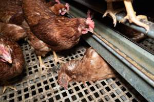 Dead hen in free-range egg farm - Located approximately 20 minutes from central Geelong in the town of Lethbridge, Victoria is a small free-range egg farm owned by Peter Robert King and Cheryl Wendy King.

When investigators visited in June 2025, they discovered hens being housed in a long shed with a raised platform with nesting boxes in the center and A-frame perches along the perimeter of the shed. They documented the filth and feces that was caked on the metal grates which made up the platform.

One hen was struggling to stand, and was breathing heavily. Several others had already died. Their bodies were being pecked at, deficated on and stepped on by other chickens.

When consumers think of free-range eggs, the image of hens in filthy sheds is often not what comes to mind. 

No matter the label, there is no such thing as an ethical egg. - Captured at Free-range egg farm (Peter & Cheryl King), Lethbridge VIC Australia.
