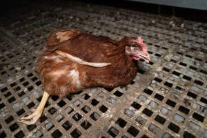 Injured hen in free-range egg farm - Located approximately 20 minutes from central Geelong in the town of Lethbridge, Victoria is a small free-range egg farm owned by Peter Robert King and Cheryl Wendy King.
When investigators visited in June 2025, they discovered hens being housed in a long shed with a raised platform with nesting boxes in the center and A-frame perches along the perimeter of the shed. They documented the filth and feces that was caked on the metal grates which made up the platform.
One hen was struggling to stand, and was breathing heavily. Several others had already died. Their bodies were being pecked at, deficated on and stepped on by other chickens.
When consumers think of free-range eggs, the image of hens in filthy sheds is often not what comes to mind.
No matter the label, there is no such thing as an ethical egg. - Captured at Free-range egg farm (Peter & Cheryl King), Lethbridge VIC Australia.