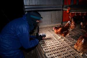 Investigator filming free-range hens - Located approximately 20 minutes from central Geelong in the town of Lethbridge, Victoria is a small free-range egg farm owned by Peter Robert King and Cheryl Wendy King.

When investigators visited in June 2025, they discovered hens being housed in a long shed with a raised platform with nesting boxes in the center and A-frame perches along the perimeter of the shed. They documented the filth and feces that was caked on the metal grates which made up the platform.

One hen was struggling to stand, and was breathing heavily. Several others had already died. Their bodies were being pecked at, deficated on and stepped on by other chickens.

When consumers think of free-range eggs, the image of hens in filthy sheds is often not what comes to mind. 

No matter the label, there is no such thing as an ethical egg. - Captured at Free-range egg farm (Peter & Cheryl King), Lethbridge VIC Australia.