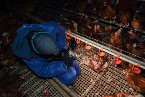 Investigator filming free-range hens - Located approximately 20 minutes from central Geelong in the town of Lethbridge, Victoria is a small free-range egg farm owned by Peter Robert King and Cheryl Wendy King.

When investigators visited in June 2025, they discovered hens being housed in a long shed with a raised platform with nesting boxes in the center and A-frame perches along the perimeter of the shed. They documented the filth and feces that was caked on the metal grates which made up the platform.

One hen was struggling to stand, and was breathing heavily. Several others had already died. Their bodies were being pecked at, deficated on and stepped on by other chickens.

When consumers think of free-range eggs, the image of hens in filthy sheds is often not what comes to mind. 

No matter the label, there is no such thing as an ethical egg. - Captured at Free-range egg farm (Peter & Cheryl King), Lethbridge VIC Australia.