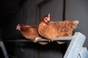 Hens perched in free-range egg farm - Located approximately 20 minutes from central Geelong in the town of Lethbridge, Victoria is a small free-range egg farm owned by Peter Robert King and Cheryl Wendy King.

When investigators visited in June 2025, they discovered hens being housed in a long shed with a raised platform with nesting boxes in the center and A-frame perches along the perimeter of the shed. They documented the filth and feces that was caked on the metal grates which made up the platform.

One hen was struggling to stand, and was breathing heavily. Several others had already died. Their bodies were being pecked at, deficated on and stepped on by other chickens.

When consumers think of free-range eggs, the image of hens in filthy sheds is often not what comes to mind. 

No matter the label, there is no such thing as an ethical egg. - Captured at Free-range egg farm (Peter & Cheryl King), Lethbridge VIC Australia.
