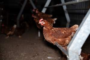 Hens perched in free-range egg farm - Located approximately 20 minutes from central Geelong in the town of Lethbridge, Victoria is a small free-range egg farm owned by Peter Robert King and Cheryl Wendy King.

When investigators visited in June 2025, they discovered hens being housed in a long shed with a raised platform with nesting boxes in the center and A-frame perches along the perimeter of the shed. They documented the filth and feces that was caked on the metal grates which made up the platform.

One hen was struggling to stand, and was breathing heavily. Several others had already died. Their bodies were being pecked at, deficated on and stepped on by other chickens.

When consumers think of free-range eggs, the image of hens in filthy sheds is often not what comes to mind. 

No matter the label, there is no such thing as an ethical egg. - Captured at Free-range egg farm (Peter & Cheryl King), Lethbridge VIC Australia.