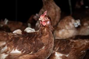 Free-range Egg Farm Investigation 2025 - Located approximately 20 minutes from central Geelong in the town of Lethbridge, Victoria is a small free-range egg farm owned by Peter Robert King and Cheryl Wendy King.

When investigators visited in June 2025, they discovered hens being housed in a long shed with a raised platform with nesting boxes in the center and A-frame perches along the perimeter of the shed. They documented the filth and feces that was caked on the metal grates which made up the platform.

One hen was struggling to stand, and was breathing heavily. Several others had already died. Their bodies were being pecked at, deficated on and stepped on by other chickens.

When consumers think of free-range eggs, the image of hens in filthy sheds is often not what comes to mind. 

No matter the label, there is no such thing as an ethical egg. - Captured at Free-range egg farm (Peter & Cheryl King), Lethbridge VIC Australia.