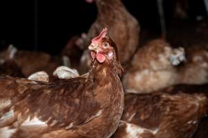Free-range Egg Farm Investigation 2025 - Located approximately 20 minutes from central Geelong in the town of Lethbridge, Victoria is a small free-range egg farm owned by Peter Robert King and Cheryl Wendy King.

When investigators visited in June 2025, they discovered hens being housed in a long shed with a raised platform with nesting boxes in the center and A-frame perches along the perimeter of the shed. They documented the filth and feces that was caked on the metal grates which made up the platform.

One hen was struggling to stand, and was breathing heavily. Several others had already died. Their bodies were being pecked at, deficated on and stepped on by other chickens.

When consumers think of free-range eggs, the image of hens in filthy sheds is often not what comes to mind. 

No matter the label, there is no such thing as an ethical egg. - Captured at Free-range egg farm (Peter & Cheryl King), Lethbridge VIC Australia.