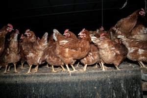 Free-range Egg Farm Investigation 2025 - Located approximately 20 minutes from central Geelong in the town of Lethbridge, Victoria is a small free-range egg farm owned by Peter Robert King and Cheryl Wendy King.

When investigators visited in June 2025, they discovered hens being housed in a long shed with a raised platform with nesting boxes in the center and A-frame perches along the perimeter of the shed. They documented the filth and feces that was caked on the metal grates which made up the platform.

One hen was struggling to stand, and was breathing heavily. Several others had already died. Their bodies were being pecked at, deficated on and stepped on by other chickens.

When consumers think of free-range eggs, the image of hens in filthy sheds is often not what comes to mind. 

No matter the label, there is no such thing as an ethical egg. - Captured at Free-range egg farm (Peter & Cheryl King), Lethbridge VIC Australia.