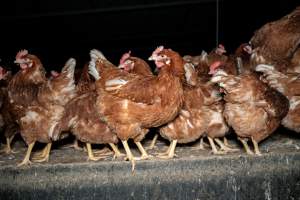 Free-range Egg Farm Investigation 2025 - Located approximately 20 minutes from central Geelong in the town of Lethbridge, Victoria is a small free-range egg farm owned by Peter Robert King and Cheryl Wendy King.

When investigators visited in June 2025, they discovered hens being housed in a long shed with a raised platform with nesting boxes in the center and A-frame perches along the perimeter of the shed. They documented the filth and feces that was caked on the metal grates which made up the platform.

One hen was struggling to stand, and was breathing heavily. Several others had already died. Their bodies were being pecked at, deficated on and stepped on by other chickens.

When consumers think of free-range eggs, the image of hens in filthy sheds is often not what comes to mind. 

No matter the label, there is no such thing as an ethical egg. - Captured at Free-range egg farm (Peter & Cheryl King), Lethbridge VIC Australia.