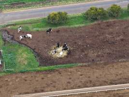 Drone flyover - Golderama Holsteins - Drone photos taken of Golderama Hosteins, which supplies milk to Bega. - Captured at L.B. & M.A. Golder - 'Golderama Holsteins', Jervois SA Australia.