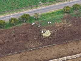Drone flyover - Golderama Holsteins - Drone photos taken of Golderama Hosteins, which supplies milk to Bega. - Captured at L.B. & M.A. Golder - 'Golderama Holsteins', Jervois SA Australia.