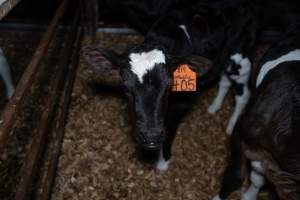 Calf with eartags - Handheld photos of calves in calf sheds on the property at Golderama Holsteins dairy farm. - Captured at L.B. & M.A. Golder - 'Golderama Holsteins', Jervois SA Australia.