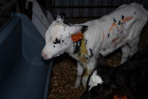 Calf covered in diarrhoea - Handheld photos of calves in calf sheds on the property at Golderama Holsteins dairy farm. - Captured at L.B. & M.A. Golder - 'Golderama Holsteins', Jervois SA Australia.