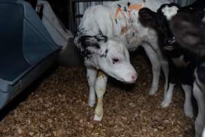 Calf covered in diarrhoea - Handheld photos of calves in calf sheds on the property at Golderama Holsteins dairy farm. - Captured at L.B. & M.A. Golder - 'Golderama Holsteins', Jervois SA Australia.