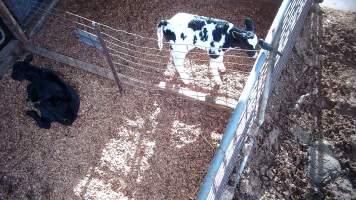 Calves in holding pens - Screenshots from hidden camera footage at Golderama Holsteins Dairy - Captured at L.B. & M.A. Golder - 'Golderama Holsteins', Jervois SA Australia.