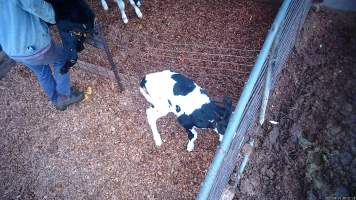Worker drops calf over fence - Screenshots from hidden camera footage at Golderama Holsteins Dairy - Captured at L.B. & M.A. Golder - 'Golderama Holsteins', Jervois SA Australia.